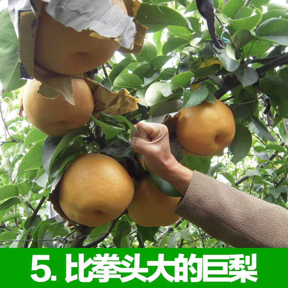 果然大有机巨梨