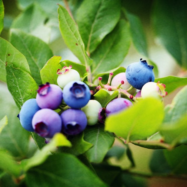 "浆果之王"【蓝莓】 一斤装(125g*4盒) 精心育种 新鲜采摘 顺丰包邮