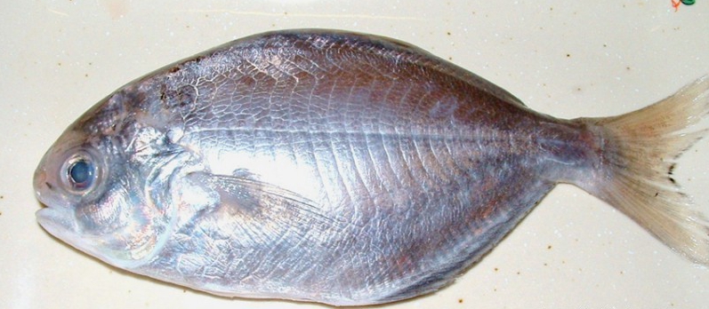 肉鲳鱼(单只1-1.5两装)
