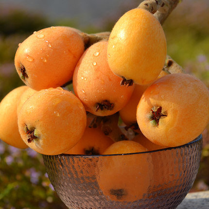 【加量不加价】云霄川贝枇杷膏500g/瓶包邮 正宗农家熬制 居家必备