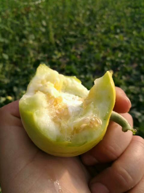 【四月芳菲之山东蜜宝王甜瓜】山东莱西马连庄蜜宝王甜瓜 4斤装 6-8个
