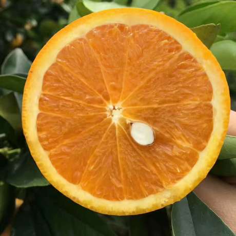 蜜奈 夏橙5斤装￥50.00