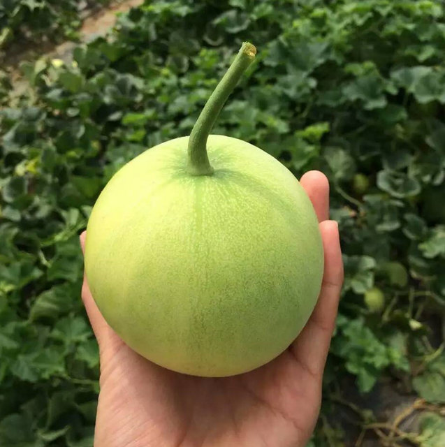 青岛莱西马连庄甜瓜蜜宝瓜带皮带瓤吃精选4斤