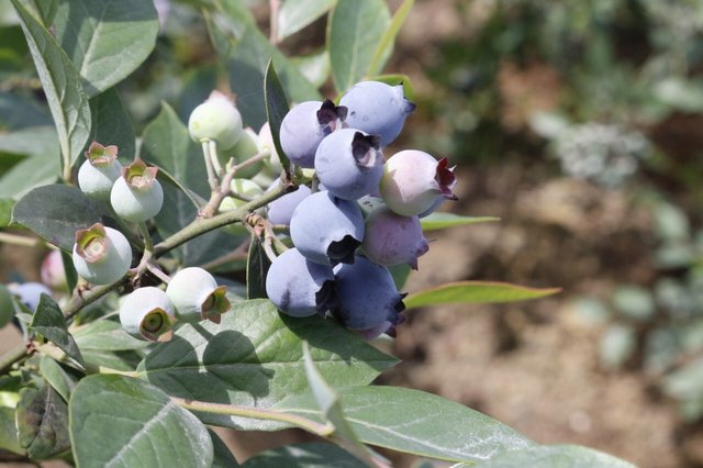 蓝钻蓝莓【品种:南晶】5月底发货,顺丰全国包邮