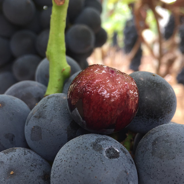 云南无籽夏黑葡萄  空运 陆运可选  2斤/3斤/5斤  香甜多汁 云南夏黑