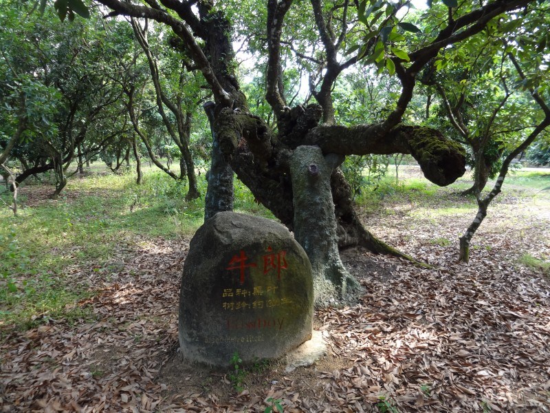 高州特产高州荔枝-白糖罂妃子笑桂味新鲜荔枝 5斤顺丰包邮773495