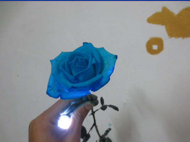 七彩玫瑰染色剂,培养液,蓝色妖姬,彩色玫瑰培养液