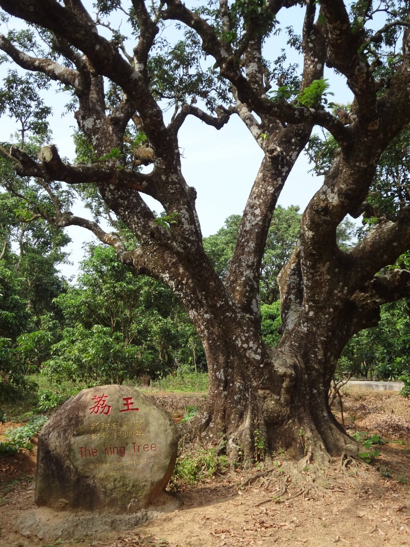 高州特产高州荔枝-白糖罂妃子笑桂味新鲜荔枝 5斤顺丰包邮773495